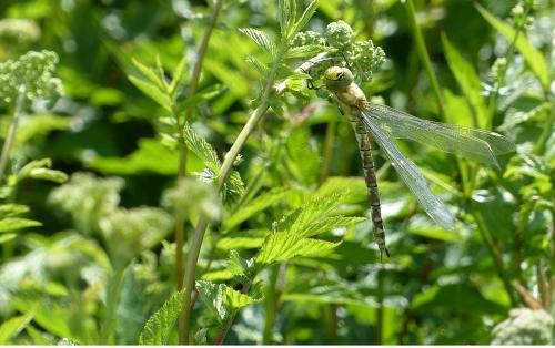 Aeshna cyanea